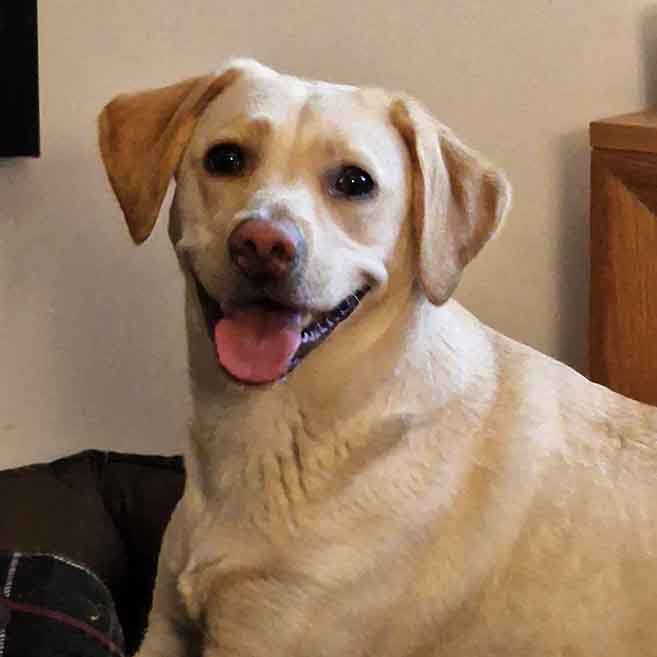 luna dog team member insurance